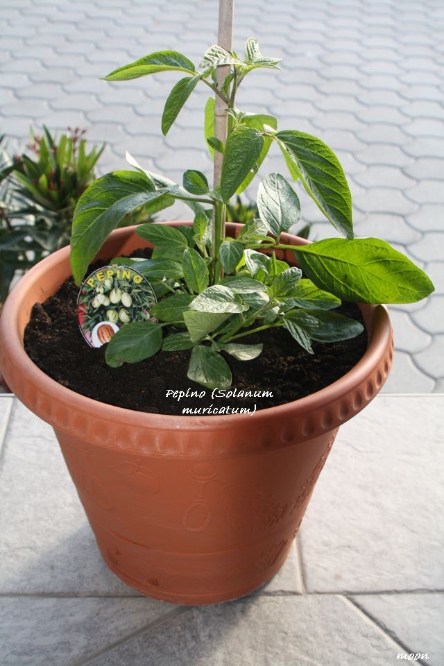 Pepino (Solanum muricatum)